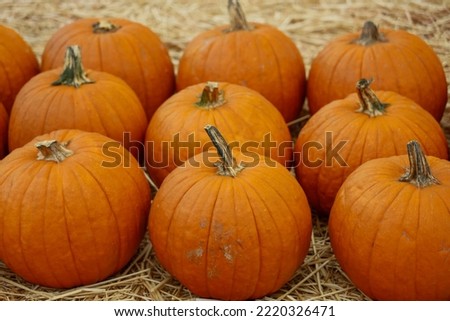 Close up view of pumpkins with depth of field.