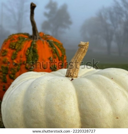 White pumpkin foreground, knucklehead pumpkin with warts green bumps in the background on a foggy Halloween morning.