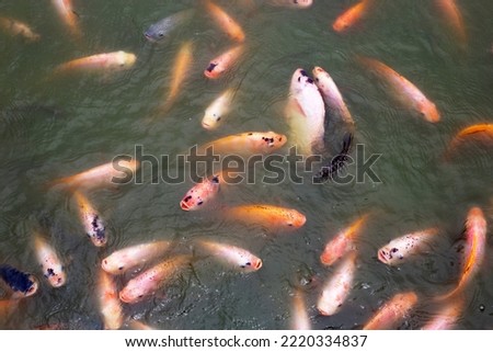 Red tilapia fish in the pond