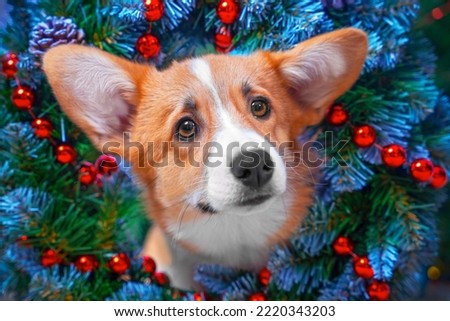 Cute red-haired corgi dog peeks through branches of Christmas tree decorated with red garland. Charming puppy put on festive New Year wreath. Colorful greeting card. Merry Christmas Holidays