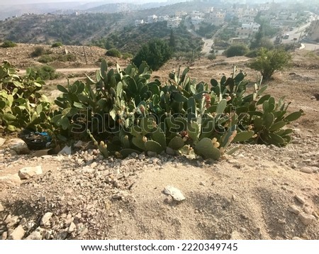 Irbid, Jordan, November 2019 - A cactus in a dirt field