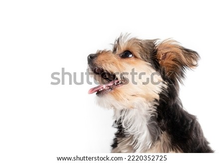 Relaxed puppy dog with mouth open with tongue and teethes. Isolated dog head. Little puppy sitting sideways and looking up. 4 months old male morkie dog with long black and brown fur. Selective focus. Royalty-Free Stock Photo #2220352725