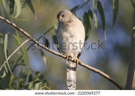 View of Perched Shikra Bird