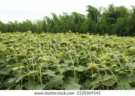 An image of sunflowers facing down to the ground due to rainy weather all week. This leaves no sunlight enough for it to face the sunlight from the sky.