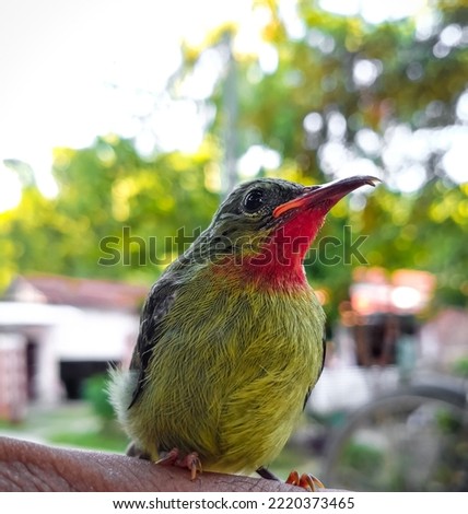 Hummingbird mobile click photo ( Assam )