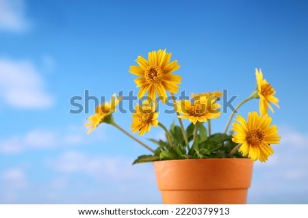 bouquet of daisy flowers in a bucket in blue sky background