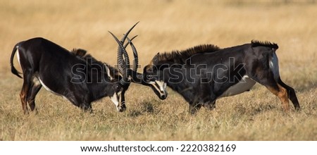 Two Sable bulls fighting each other on the grassy plains of Hwange National park. Royalty-Free Stock Photo #2220382169
