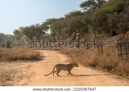 indian wild male leopard or panther or panthera pardus fusca side profile in rush running or crossing forest track during outdoor wildlife safari at jhalana leopard reserve jaipur rajasthan india asia