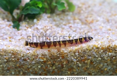 A cute Kuhii loach in fish tank. Pangio semicincta is freshwater ornamental fish, a very popular fish in the aquarium trade.