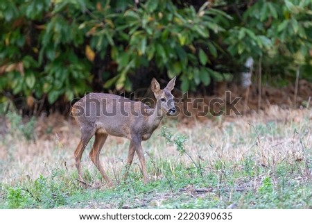 A female Roe deer (Capreolus capreolus) grazing.