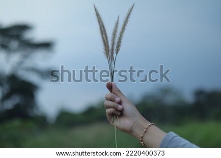 female hand holding grass with blurred sky background