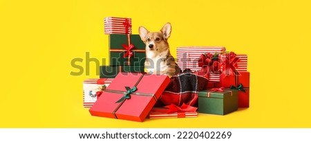Cute Corgi dog with Christmas gifts on yellow background