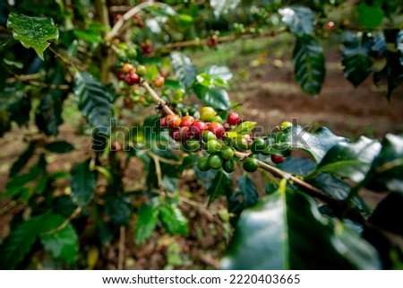 Coffee at the coffee plant ready to be harvested. Fresh red ripe arabica coffee cherries from the coffee plant