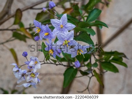 Closeup view of purple blue flowers of solanum laxum aka potato vine, potato climber or jasmine nightshade blooming outdoors on wall background