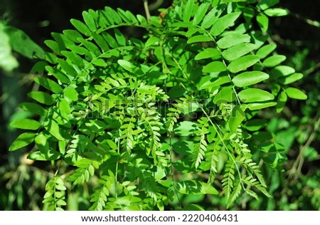 Young Acacia leaves in the spring close up