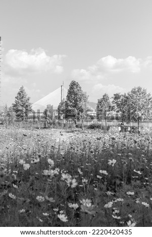 On an autumn day in the blue sky, the landscape of yellow maple trees and colorful cosmos flower fields.
Pan focus View.

Black and White.