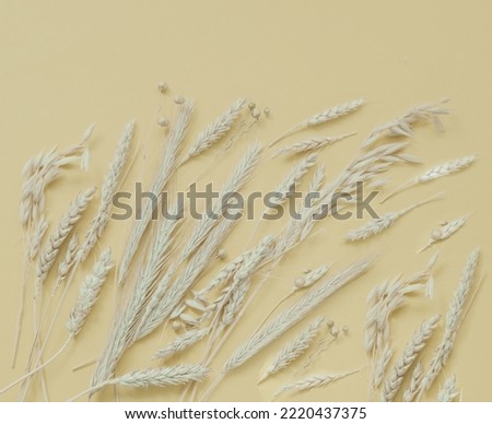 Creative background of ears of wheat, barley and oats in soft yellow. Poster with atmospheric mood in trendy colors of the Year 2023 . Wonder of natural design or Connecting with Nature. Close-up