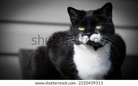tuxedo cat with yellow eyes and white cheeks
