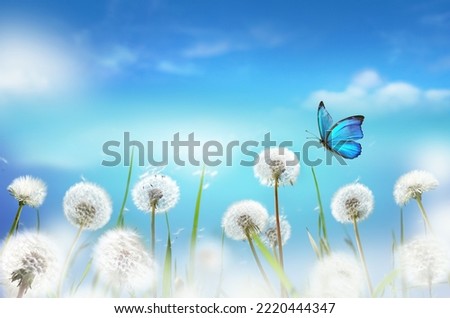 White fluffy dandelions in a field against a blue sky with clouds and a blue fluttering butterfly. Amazingly beautiful spring nature. Shot with soft selective focus.
