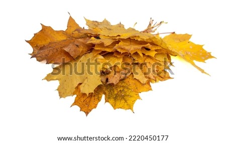 Yellow maple leaf isolated on white background.