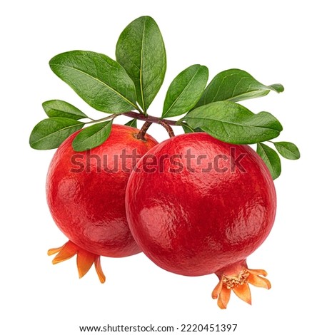 Pomegranate on tree branch with leaves isolated on white background Royalty-Free Stock Photo #2220451397