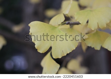 This is picture of a ginko leaf.