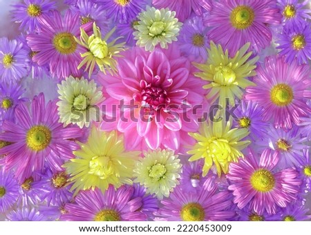 Dahlia. Abstract background. Close up beautiful Chrysanthemums. Autumn Flowers. Autumn pink purple yellow violet Chrysanthemum Flowers. Postcard . Floral banner. Top view. Texture and background. 