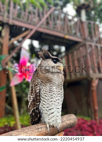 standing owl bird in the garden