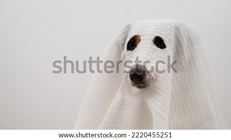 Dog Jack Russell Terrier in a ghost costume on a white background. 