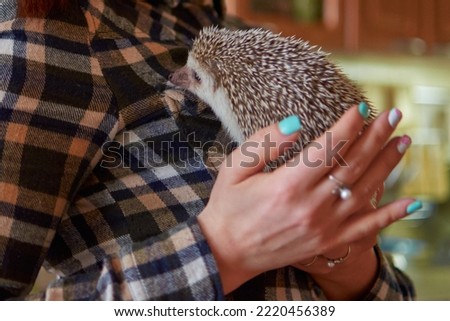 funny hedgehog in female hands, climbs on a woman