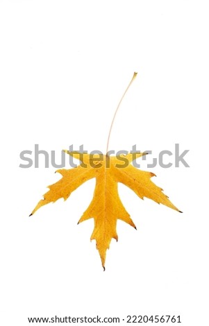 Yellow autumn maple leaves isolated on white background
