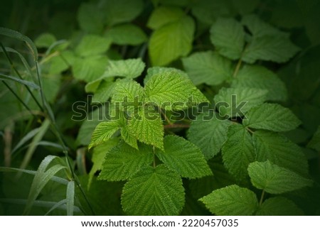 Background of wild raspberries leaves, covered with dew in early morning Royalty-Free Stock Photo #2220457035