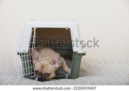 A French Bulldog dog lies in a large plastic box for transporting animals, lying on a soft bedding with its head on the floor. The dog is ready to travel. Royalty-Free Stock Photo #2220459687
