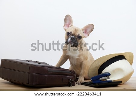 A bulldog dog sits next to a leather business briefcase and a hat next to it. Studio photo of a young dog with an expressive muzzle.