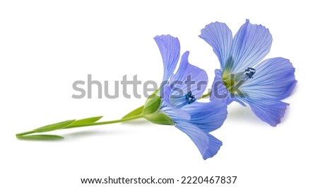 Blue Flax Flowers isolated on white Royalty-Free Stock Photo #2220467837