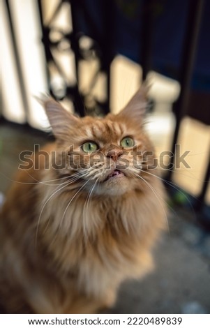 Orange male adult maine coon with green eyes sitting on the terrace in the sun with black bars in the background