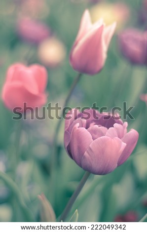 Retro Pastel Tinted Tulips In Spring