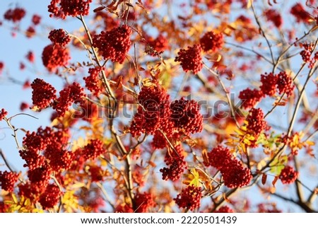 Beautiful red rowan on an autumn tree.