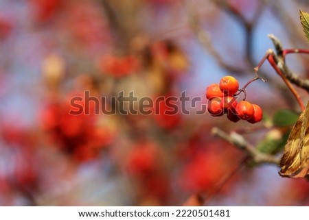 Beautiful red rowan on an autumn tree.