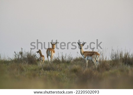 Male Blackbuck Antelope in Pampas plain environment, La Pampa province, Argentina