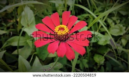 Zinnia flowers can last 3-4 weeks after cutting, so they are perfect for decoration or flower bouquets. This flower has the meaning of kindness, eternal love, and friendship.