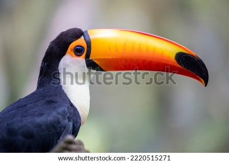 The toco toucan (Ramphastos toco)is the largest and probably the best known species in the toucan family. It is found in semi-open habitats throughout a large part of  South America.