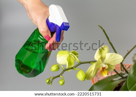 Woman taking care of home plants and spraying yellow phalaenopsis orchid flowers with water from a spray bottle. The concept of home gardening and flower growing. Royalty-Free Stock Photo #2220515731