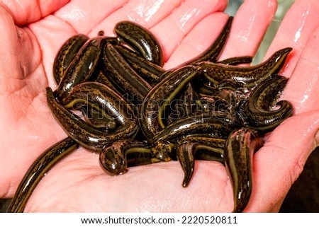 Many leeches in hand on laboratory. Medical leeches for hirudo therapy Royalty-Free Stock Photo #2220520811