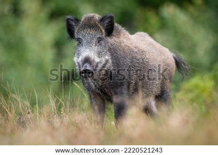 Wild boar in the meadow scenery