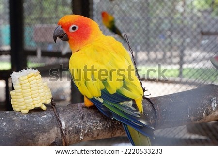 beautiful sun conure parrot Psittaciformes.