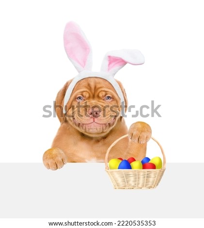 Smiling puppy wearing easter rabbits ears looks from behind empty white banner and shows basket of colorful eggs. Isolated on white background