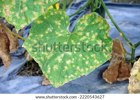 leaf spot on cucumber leaf, plant disease Royalty-Free Stock Photo #2220543627