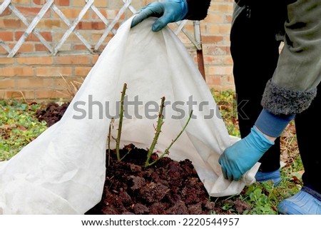 Shelter roses for the winter. Frost protection for garden plants. Autumn garden work. Royalty-Free Stock Photo #2220544957