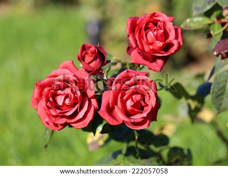 photos of bright red roses illuminated by the sun in the garden